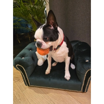 Legowisko kanapa Chesterfield glamour dla psa kota 100 kolorów